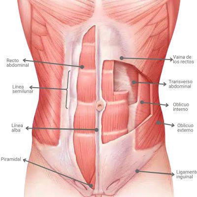 ¿Qué son los músculos abdominales? ¿Qué son los músculos abdominales?
